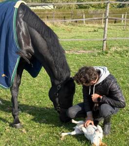Cavalier Pro - D&eacute;bourrage - travail a pied 