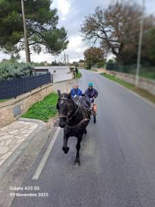 Femmina Murgese 14 anni addestrata a sella e attacchi 