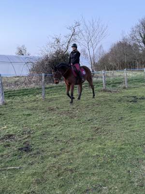 Emploie Palefrenier soigneur/Cavalier soigneur