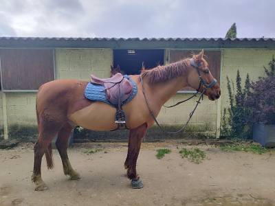 Sella da cross devoucoux  17.5