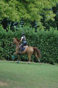 Cheval à vendre super gentil polyvalent:  obstacles, cross ou dressage 