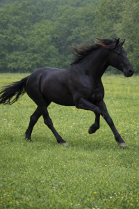 Galan salvatella iii - pre pure spanish bred 2022 by bandolero cccl