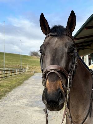 à vendre cassy de l’œuf jument de 4 ans 