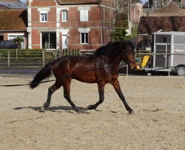 Entire Connemara For sale 2023 Bay