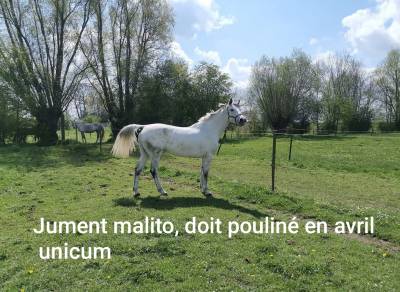 Très chouette jument 14 ans