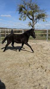 Filly origin recorded for sale 2025 black