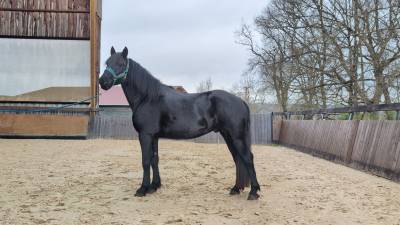 Melkior, Mérens né en 2022. Attentif et curieux