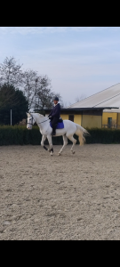 Diadem cavallo salto ostacoli 