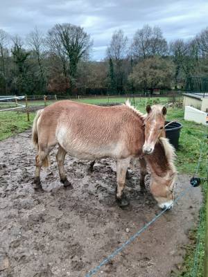 Vente jument haflinger 