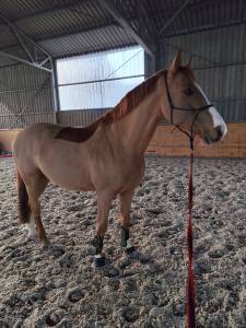 Super hongre 8 ans 1m62 id&eacute;al amateur 