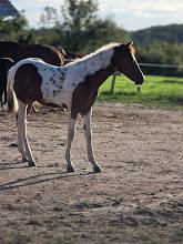 Colt origin recorded for sale 2025 paint