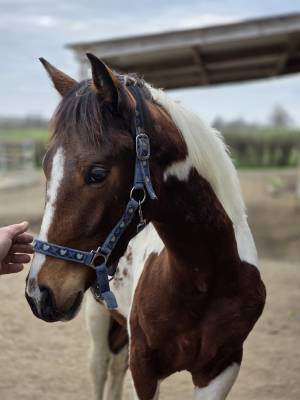 Puledro origine non conosciuta  in vendita 2025 paint