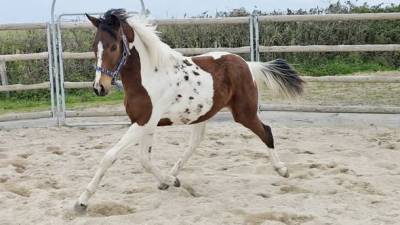 Poulain cheval pie oc paint