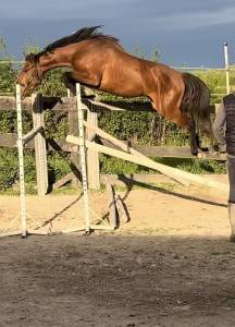 4 ans entier ultra gentil cso + (super origines)