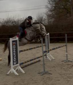 Caballo castrado Origine Constat&eacute;e En venta 2022 Tordo