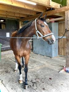 Jument de 6 ans à vendre