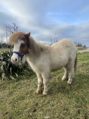 Shetland 2 ans 