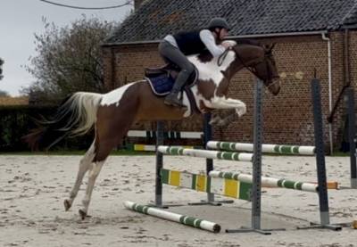 Magnifique hongre, 4 ans, +-1m68, bwp
