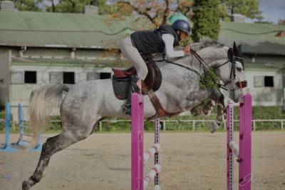 Castrone bwp cavallo da sangue belgio in vendita 2018 grigio