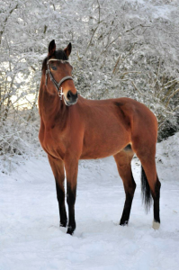 à vendre pur sang anglais