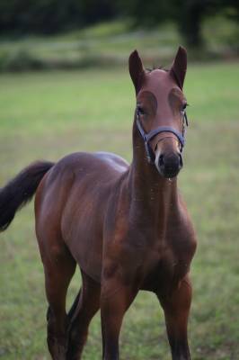 1,5yo show jumping prospect - excellent bloodlines