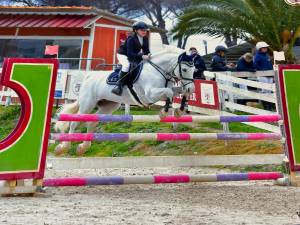 Mare Connemara For sale 2012 Grey