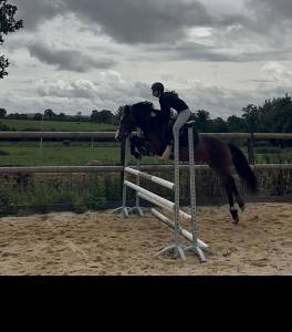 Gelding New Forest For sale 2018 Bay