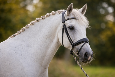 Hongre - Lusitanien - 10 ans- Dressage - France