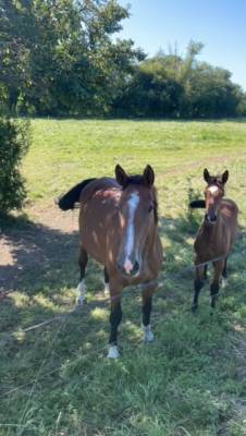 Cavalla sella francese da affidare 2006 baio ,  kashmir van schutteshof