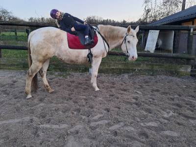 Jument paint tobiano champagne 