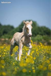Mare Gypsy Cob For sale 2024 Palomino