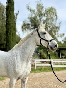 Cavalla da salto in vendita 