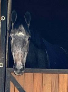 Merrie volbloed half pension 2021 schimmel