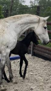 Jument bwp - corland x heartbreaker - pleine jenson van