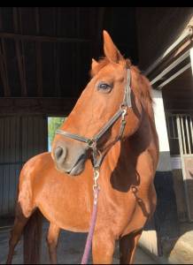 Belle jument polyvalente à vendre 