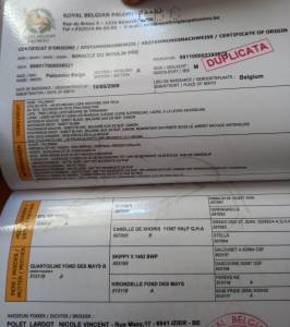 Stallone Palomino (Race) In vendita 2009 Palomino