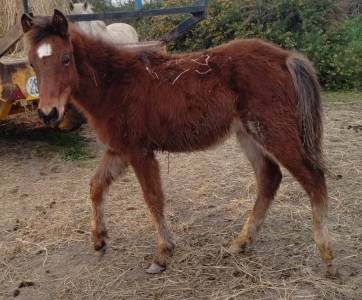 Colt french saddle pony for sale 2025 bay