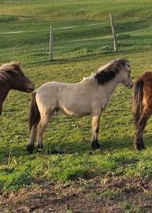 Colt new forest for sale 2025 buckskin