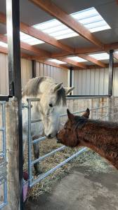 Jument Zangersheide Papillon Z / Quintus