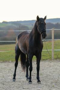 Mare pre pure spanish bred for sale 2020 black