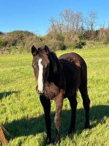 Jeunes chevaux & poneys de sport  direct éleveur 
