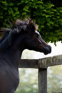 Etalon pur sang arabe noir homozygote