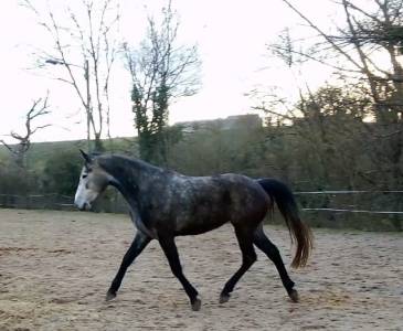 Mare Connemara For sale 2021 Grey