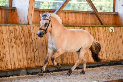 Hongre - fjord - 4 ans - polyvalent - france