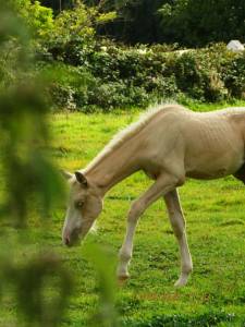 ? pouliche palomino yeux bleus – futur cheval de sport