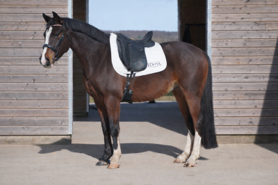 Hongre - pfs - 4 ans - dressage / cso - france