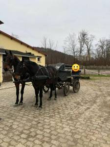 Paire de chevaux d'attelage