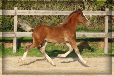Potro welsh poni (sección d), welsh cob  en venta 2025 bayo por lucky boy de maïka