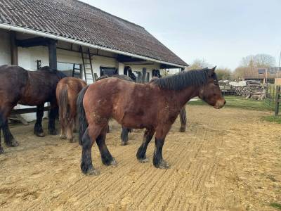 Plume jument pouliche ardennais arattel 3 ans plein pap