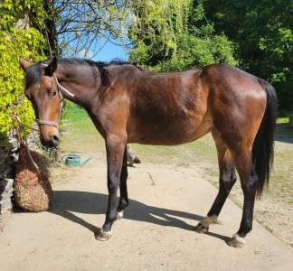 Puledra sella francese in vendita 2023 baio ,  casallo z